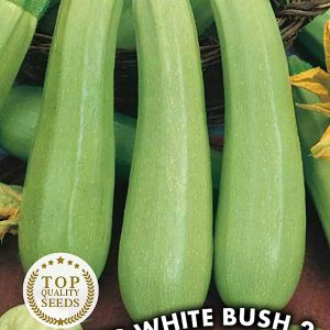 Semence / Graine de Zucchini Withe Bush