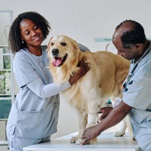 Prestation Vétérinaire – Deplacement sur site