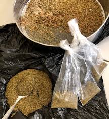 Semences d’Artemisia – Image 3