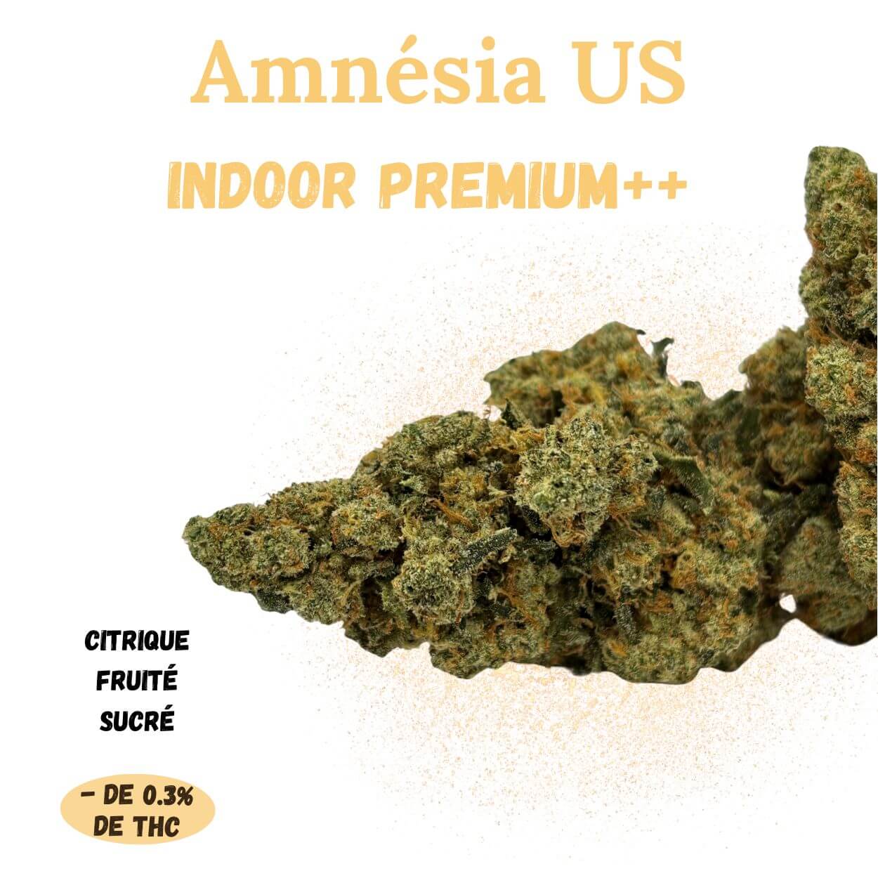 AMNESIA US – Fleur de CBD – Indoor Premium++ – A Infuser