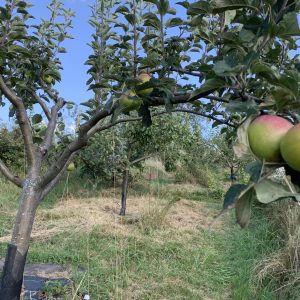Découvrez la taille des arbres fruitiers dans un atelier botanique !