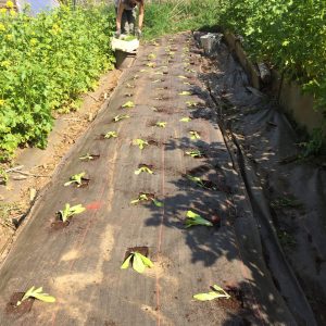 Apprenez de nouvelles techniques dans un atelier jardinage !
