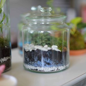 Créez votre terrarium personnalisé