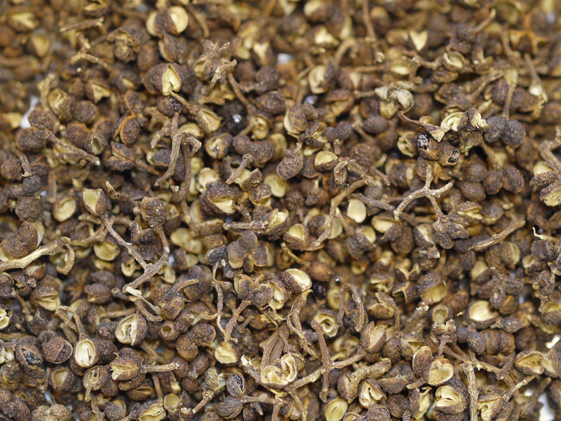 Baie des Batak Bio (Andaliman Bio) – Image 2