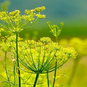 Infusion de fenouil 120gr