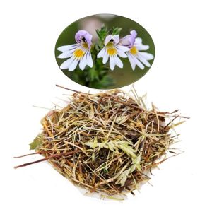 Euphraise (Euphrasia officinalis)