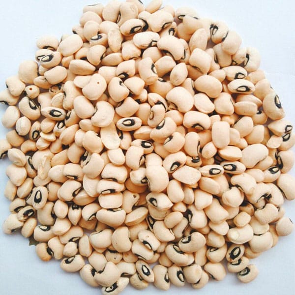 Niébé (Haricot cornille)