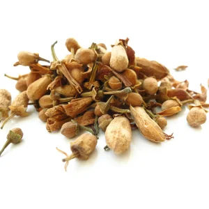 Oranger bigaradier – bouton