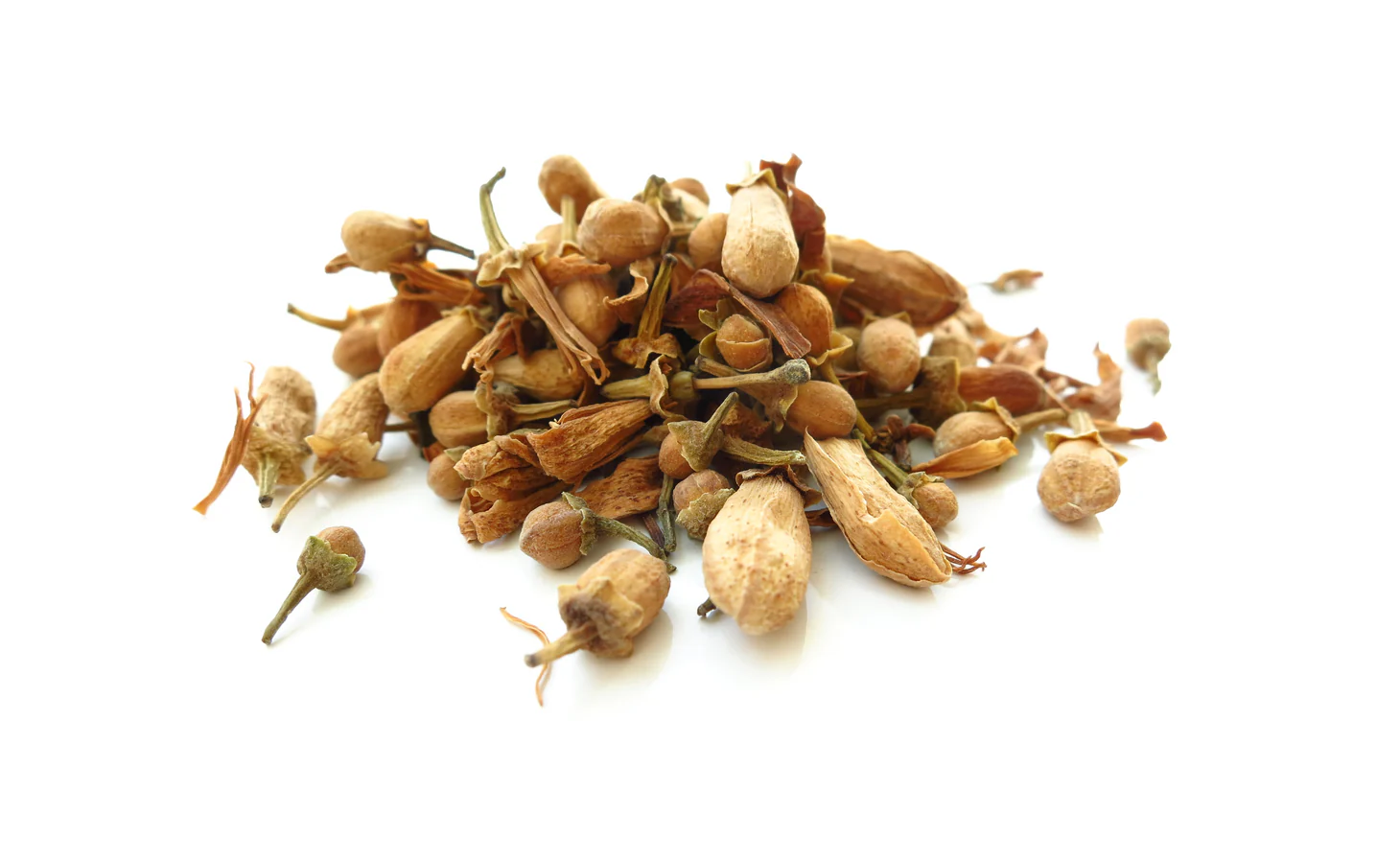 Oranger bigaradier – bouton