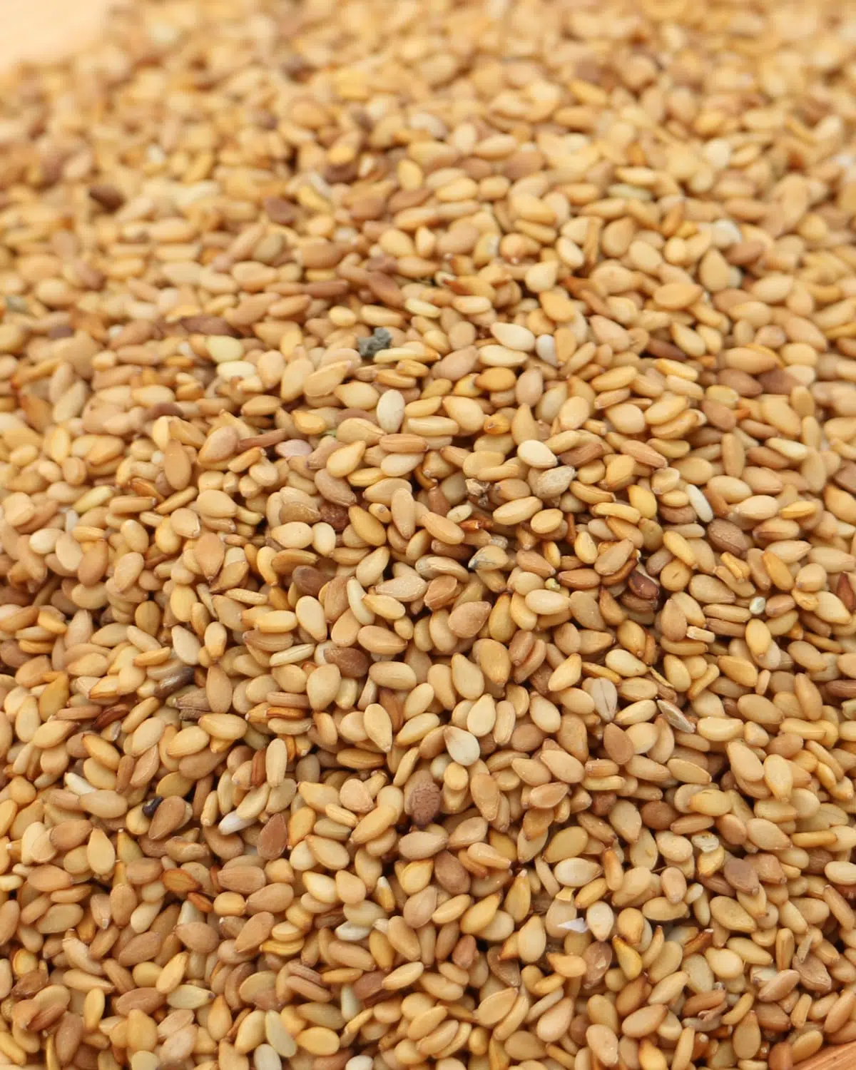 Sésame Doré – Image 2