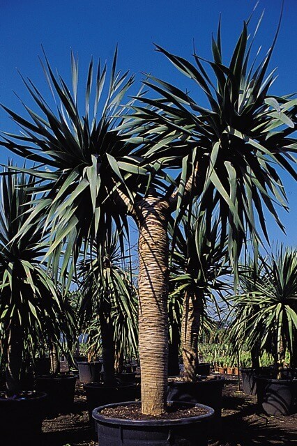 Palmier Dracaena Cordyline DRACO – Image 2