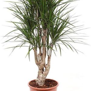 Dacaena Marginata