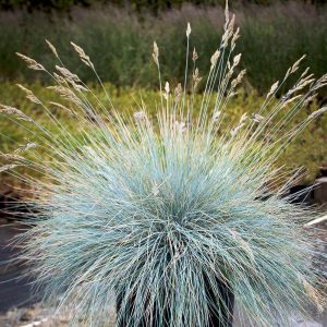 Festuca P14
