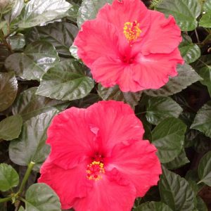 Hibiscus Rosa Chinensis 20/30 [PROMO]