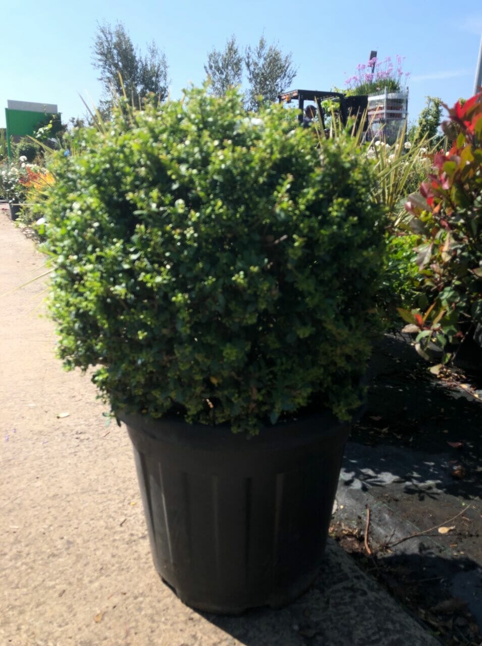 Ilex Crenata Boule C10