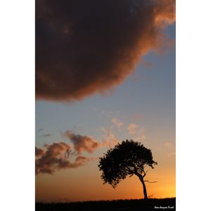 « Paysages: Le nuage et l’arbre »