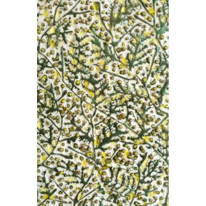 « Les mimosas »