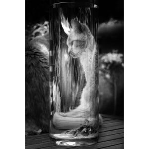 « Série Panse bêtes: Poisson Chat »