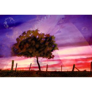 « Un arbre entre deux mondes »